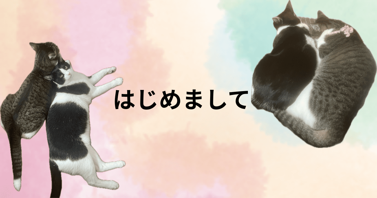 猫の画像（はじめまして）